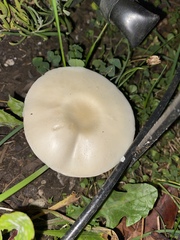 Lepiota