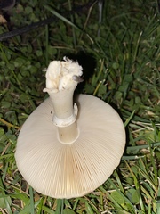 Lepiota