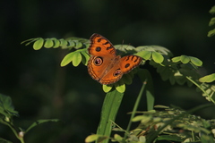 Junonia almana