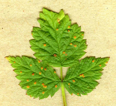 Phragmidium rubi-idaei