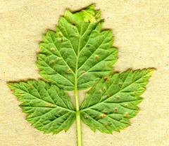 Phragmidium rubi-idaei