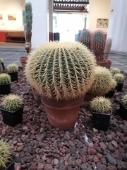 Kroenleinia grusonii