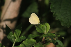 Eurema hecabe