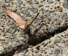 Orthetrum caledonicum