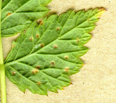 Phragmidium rubi-idaei