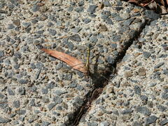 Orthetrum caledonicum