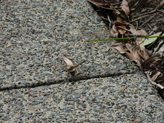 Orthetrum caledonicum