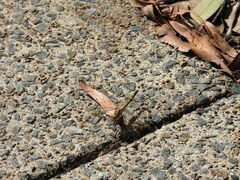 Orthetrum caledonicum