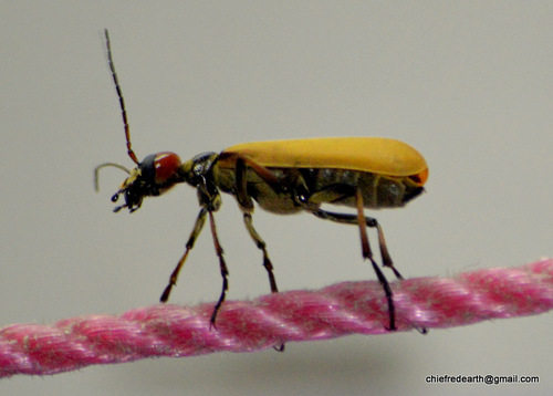 Genus Psalydolytta · iNaturalist