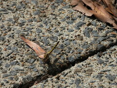 Orthetrum caledonicum