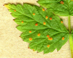 Phragmidium rubi-idaei