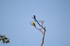 Treron phoenicopterus