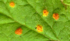 Phragmidium rubi-idaei