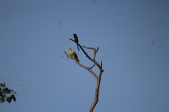 Dicrurus macrocercus