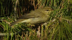 Phylloscopus trochilus
