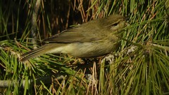 Phylloscopus trochilus