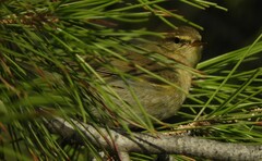 Phylloscopus trochilus