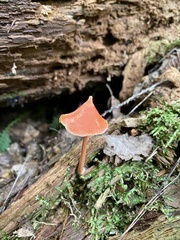 Entoloma quadratum