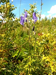 Aconitum volubile