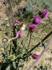 Carduus nutans leiophyllus