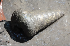 Telescopium telescopium