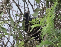 Eudynamys orientalis