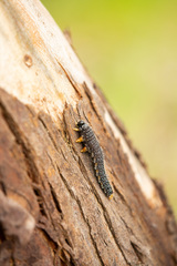 Perga affinis