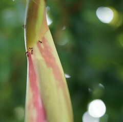 Brownea grandiceps