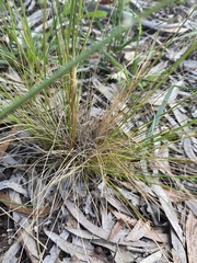 Austrostipa scabra
