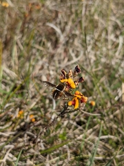 Sisyromyia limbata