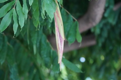 Brownea grandiceps
