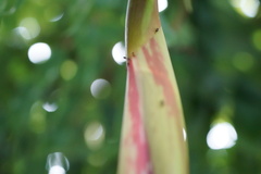 Brownea grandiceps