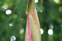 Brownea grandiceps