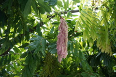 Brownea grandiceps