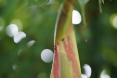 Brownea grandiceps