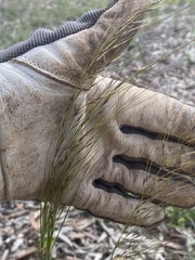 Austrostipa scabra