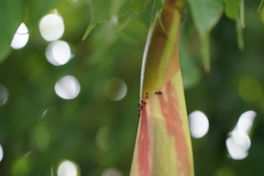 Brownea grandiceps