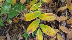 Uvularia grandiflora