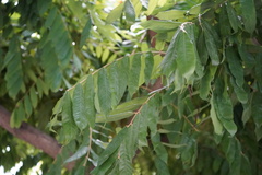 Brownea grandiceps