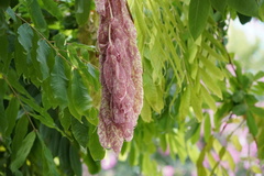 Brownea grandiceps