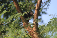 Centropus sinensis