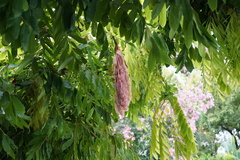 Brownea grandiceps