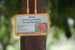 Brownea grandiceps