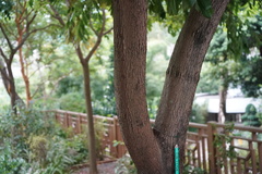 Brownea grandiceps