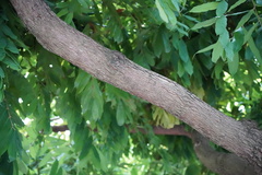 Brownea grandiceps