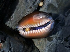 Monetaria caputserpentis