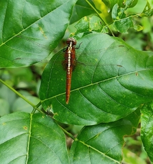 Rhodothemis rufa