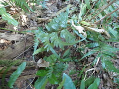 Pteris semipinnata
