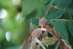 Brownea grandiceps