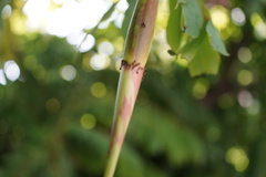 Brownea grandiceps